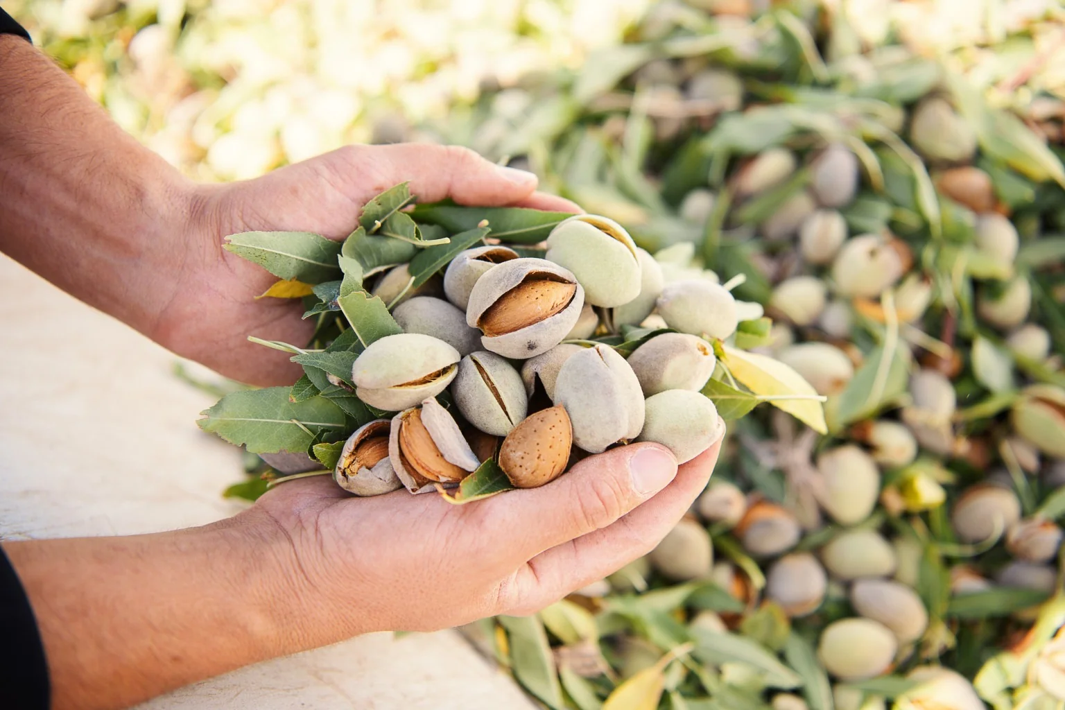 Real orchard machinery in Georgia